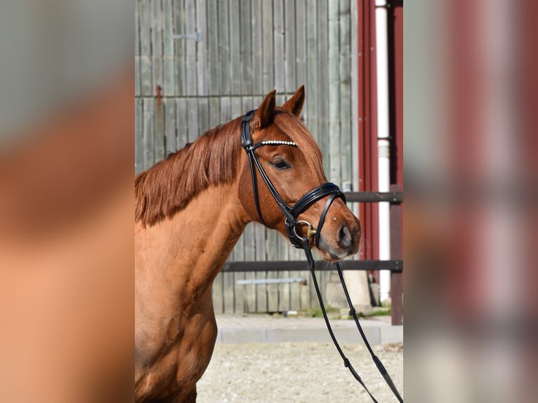 Duitse rijpony Ruin 5 Jaar 152 cm Vos in Edewecht