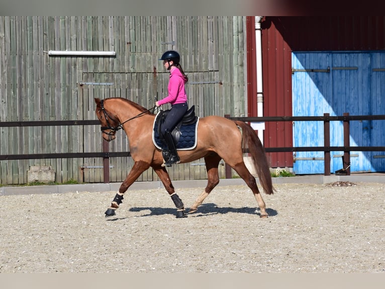 Duitse rijpony Ruin 5 Jaar 152 cm Vos in Edewecht