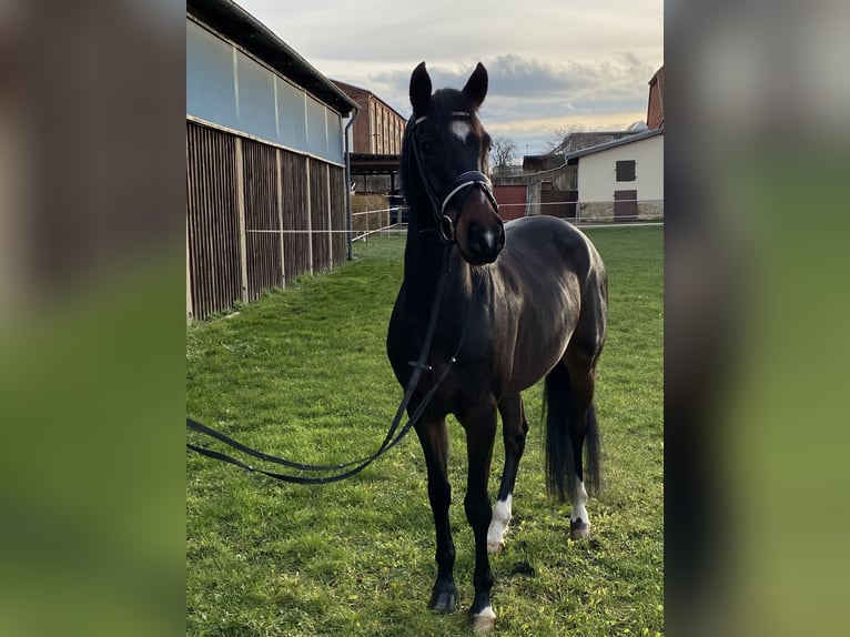 Duitse rijpony Ruin 5 Jaar 152 cm Zwartbruin in Halberstadt