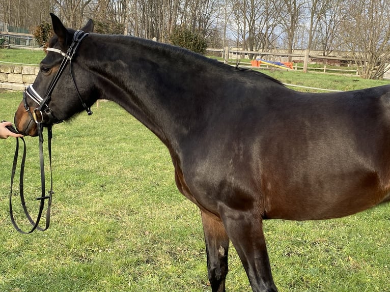 Duitse rijpony Ruin 5 Jaar 152 cm Zwartbruin in Halberstadt