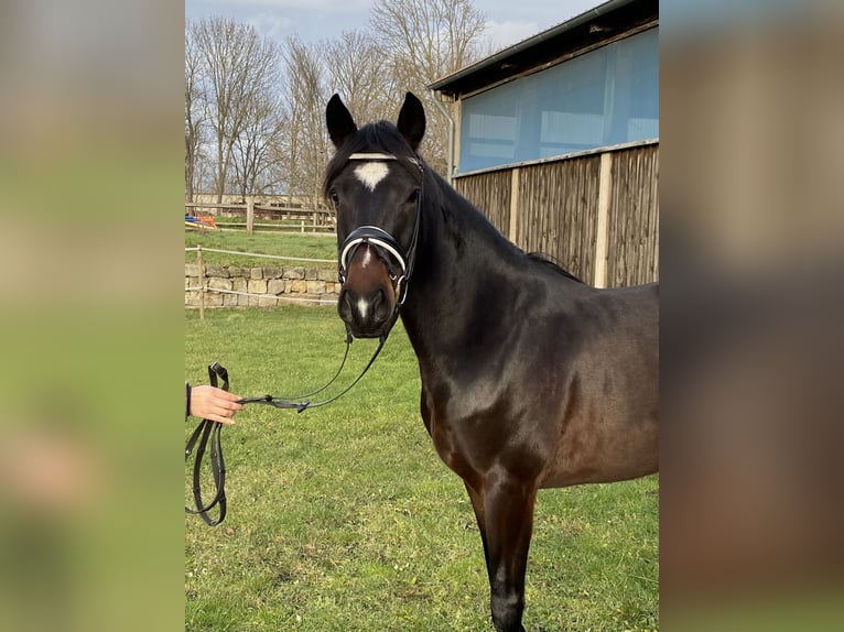 Duitse rijpony Ruin 5 Jaar 152 cm Zwartbruin in Halberstadt