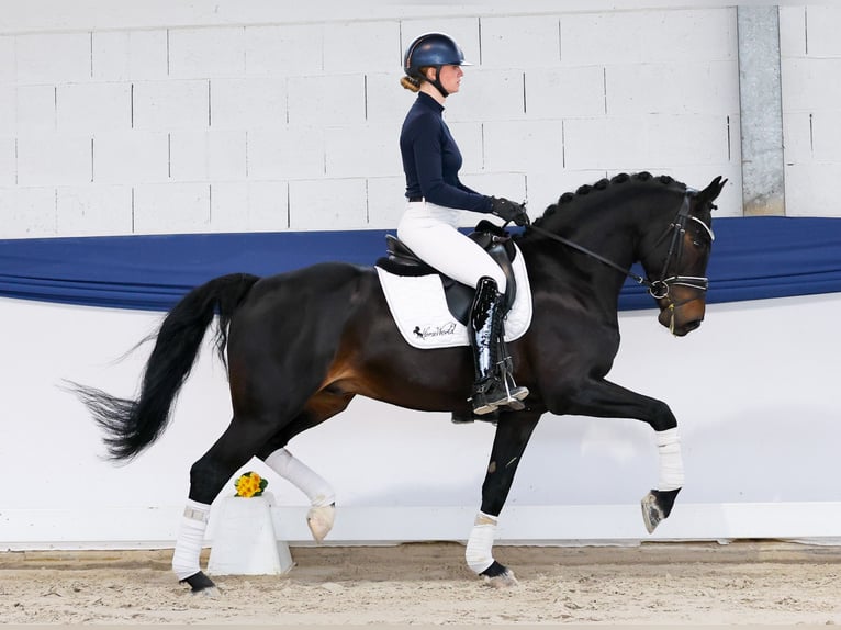 Duitse rijpony Ruin 5 Jaar 153 cm Donkerbruin in Marsberg