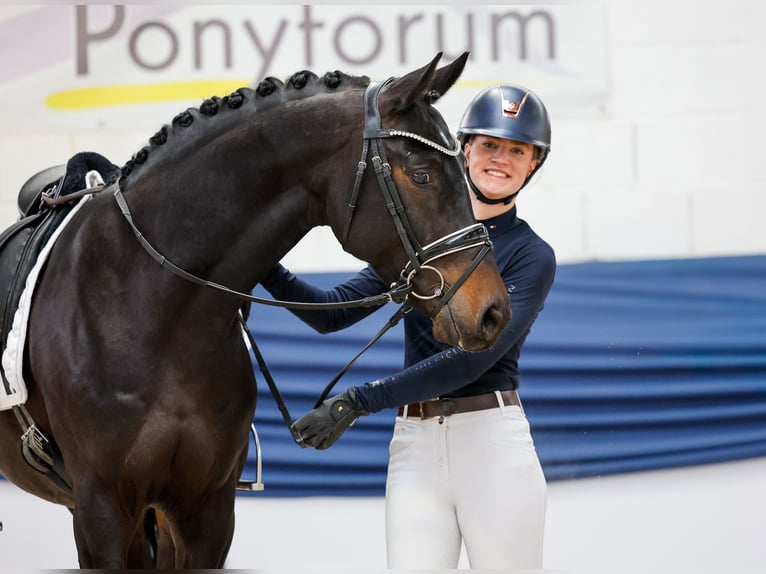 Duitse rijpony Ruin 5 Jaar 153 cm Donkerbruin in Marsberg