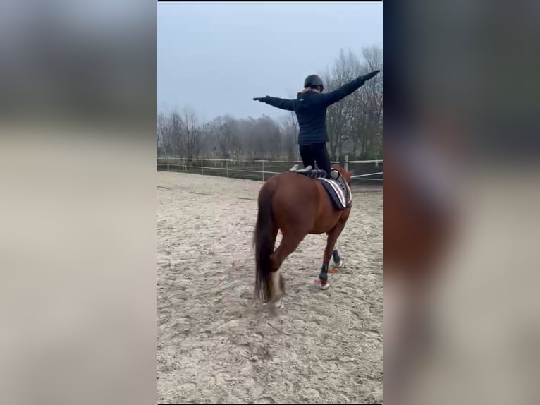 Duitse rijpony Ruin 5 Jaar 153 cm Vos in Großheide