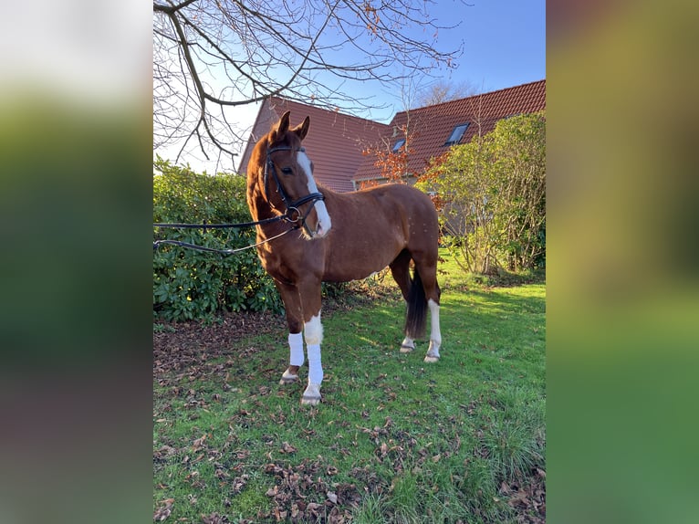Duitse rijpony Ruin 5 Jaar 153 cm Vos in Großheide