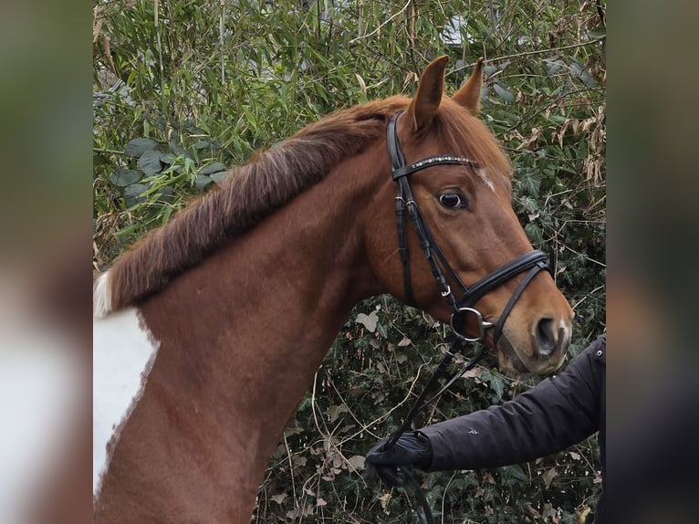 Duitse rijpony Ruin 5 Jaar 154 cm Gevlekt-paard in Wachtendonk