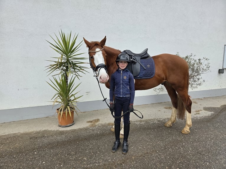 Duitse rijpony Ruin 5 Jaar 154 cm Vos in Finsing