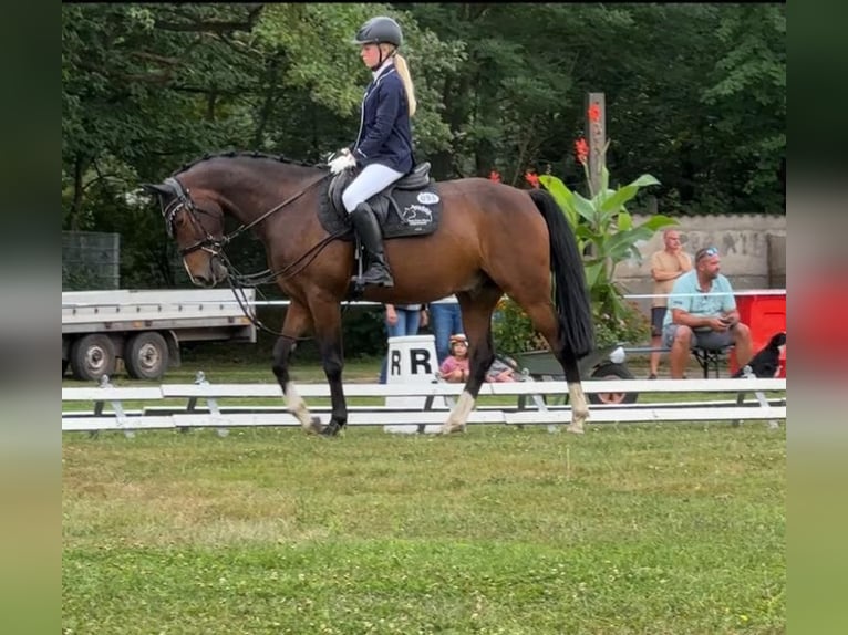 Duitse rijpony Ruin 5 Jaar 155 cm Donkerbruin in Grevenbroich