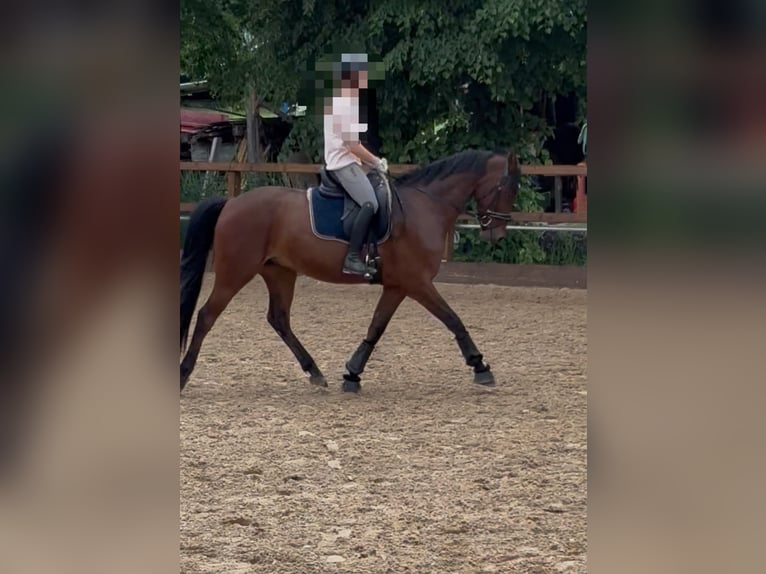 Duitse rijpony Ruin 5 Jaar 155 cm Falbe in GroßbottwarGroßbottwar