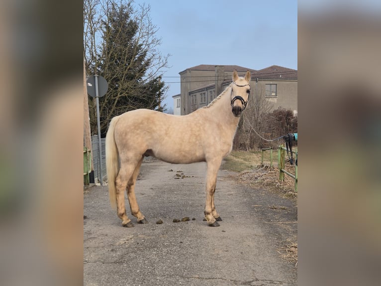 Duitse rijpony Ruin 5 Jaar 155 cm Palomino in Illertissen