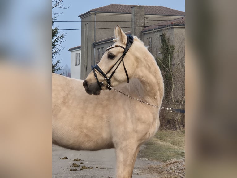 Duitse rijpony Ruin 5 Jaar 155 cm Palomino in Illertissen