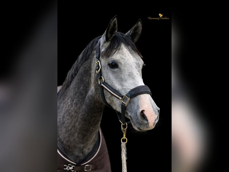 Duitse rijpony Ruin 5 Jaar 155 cm Schimmel in Margarethen am Moos