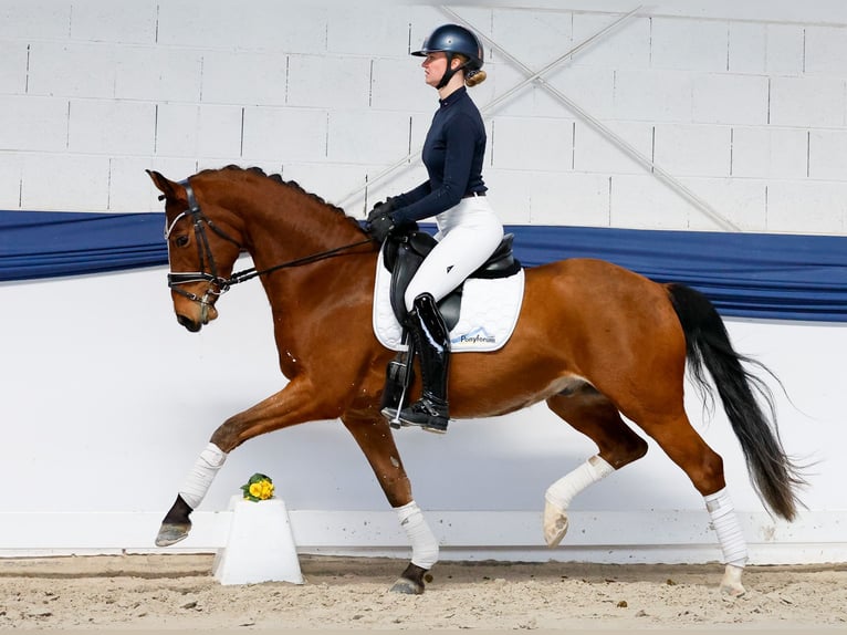 Duitse rijpony Ruin 5 Jaar 156 cm Bruin in Marsberg