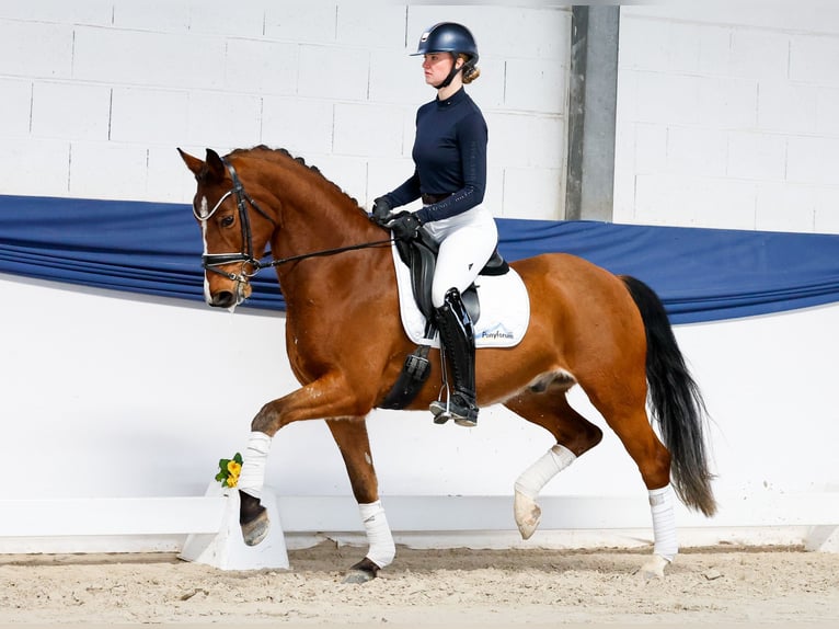 Duitse rijpony Ruin 5 Jaar 156 cm Bruin in Marsberg