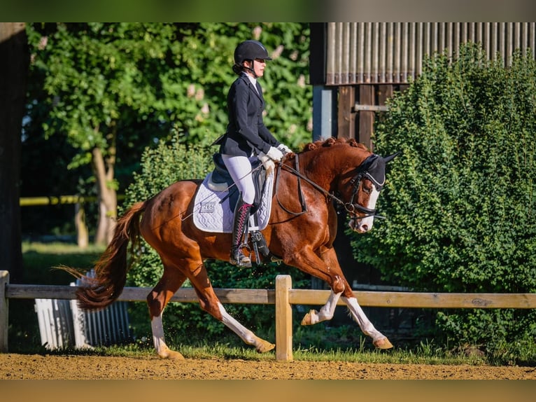 Duitse rijpony Ruin 5 Jaar 156 cm Vos in Duisburg