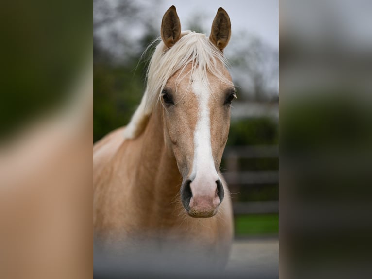 Duitse rijpony Ruin 5 Jaar 162 cm Palomino in Wuppertal