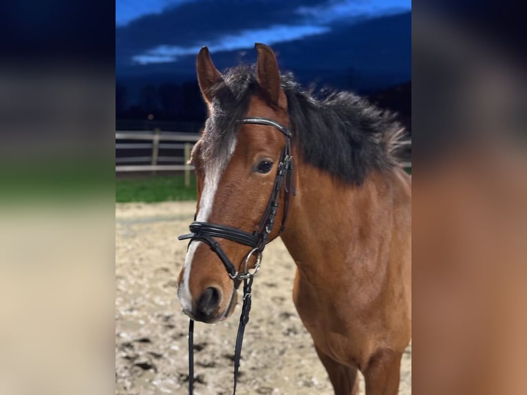 Duitse rijpony Ruin 5 Jaar Bruin in Rees