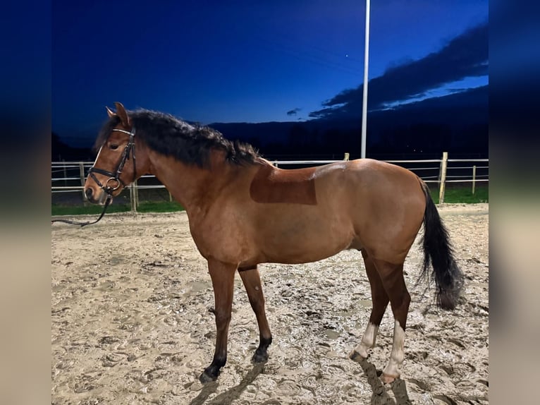 Duitse rijpony Ruin 5 Jaar Bruin in Rees