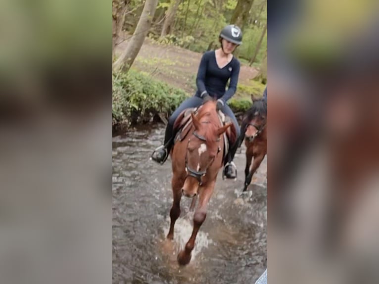 Duitse rijpony Ruin 5 Jaar in Ritterhude