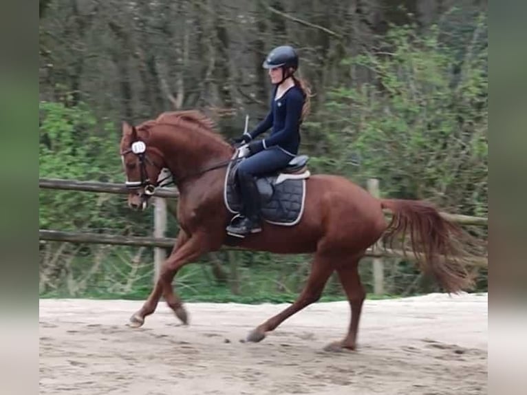 Duitse rijpony Ruin 5 Jaar in Ritterhude