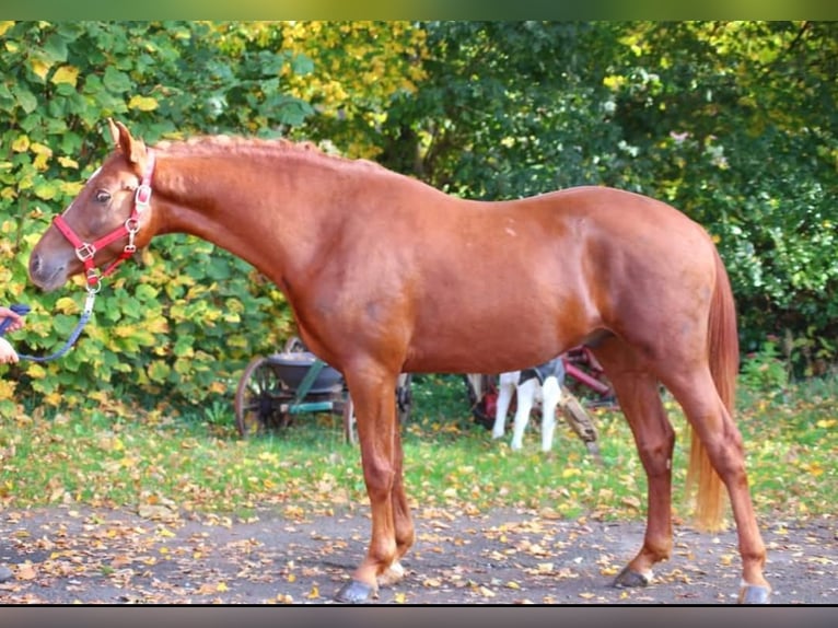 Duitse rijpony Ruin 5 Jaar in Ritterhude