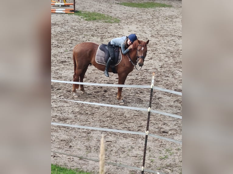 Duitse rijpony Ruin 5 Jaar in Ritterhude