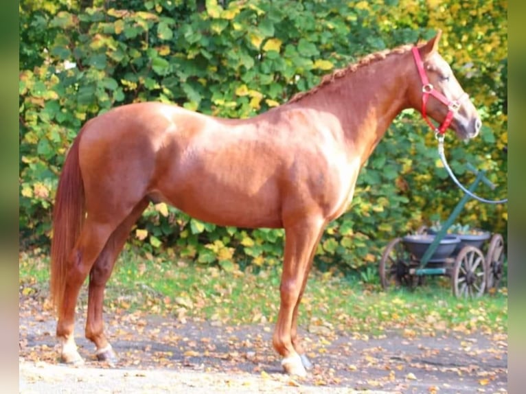 Duitse rijpony Ruin 5 Jaar in Ritterhude