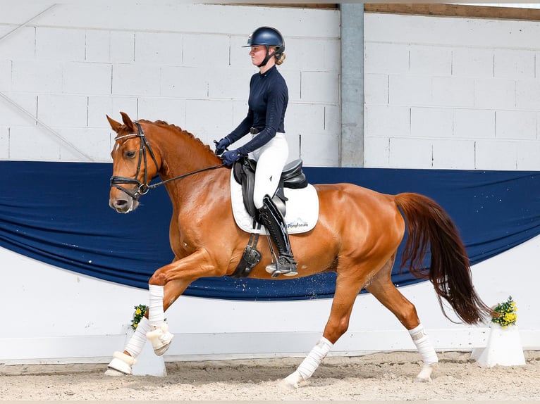 Duitse rijpony Ruin 5 Jaar Vos in Marsberg