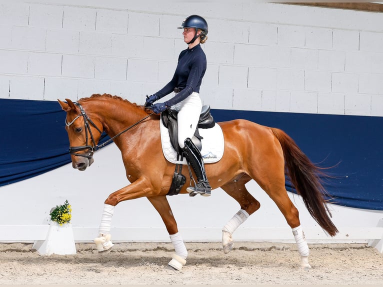 Duitse rijpony Ruin 5 Jaar Vos in Marsberg