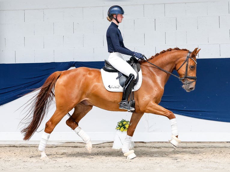 Duitse rijpony Ruin 5 Jaar Vos in Marsberg