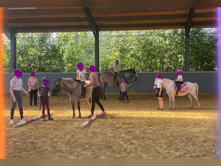 Duitse rijpony Mix Ruin 6 Jaar 132 cm Falbe in Gevelsberg