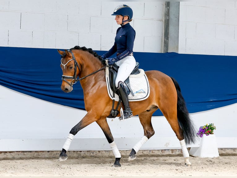 Duitse rijpony Ruin 6 Jaar 135 cm Bruin in Marsberg