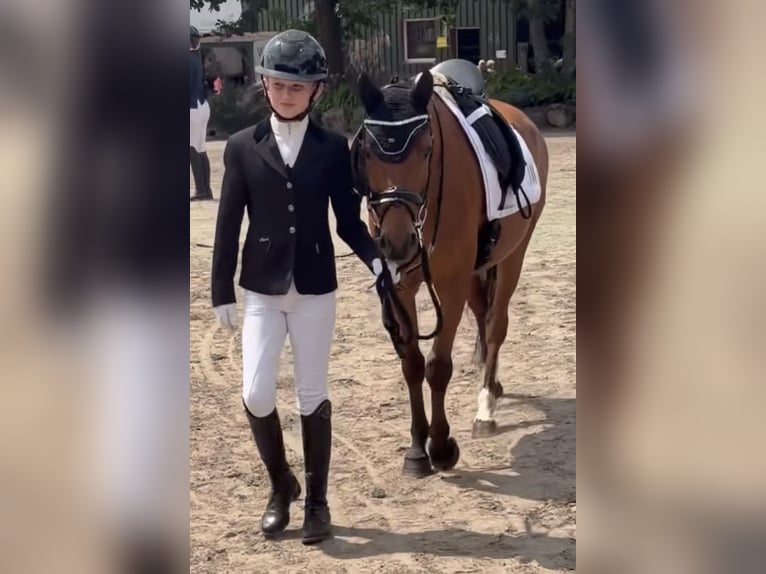 Duitse rijpony Ruin 6 Jaar 137 cm Bruin in Neumünster