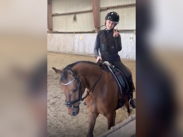 Duitse rijpony Ruin 6 Jaar 137 cm Bruin in Neumünster