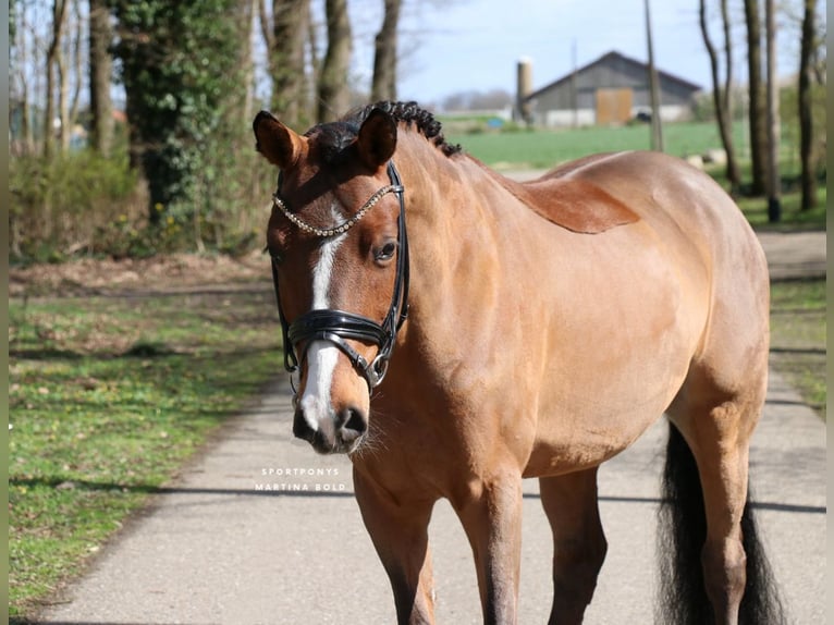 Duitse rijpony Ruin 6 Jaar 139 cm Bruin in Recke, bei Osnabrück