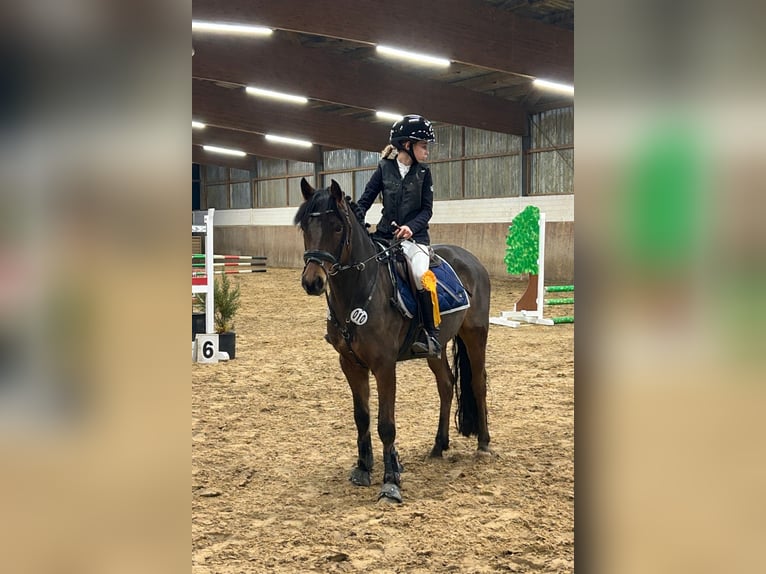 Duitse rijpony Ruin 6 Jaar 142 cm Bruin in Sinzig
