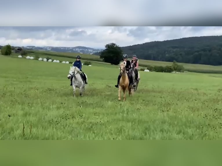 Duitse rijpony Mix Ruin 6 Jaar 142 cm Palomino in Deuerling