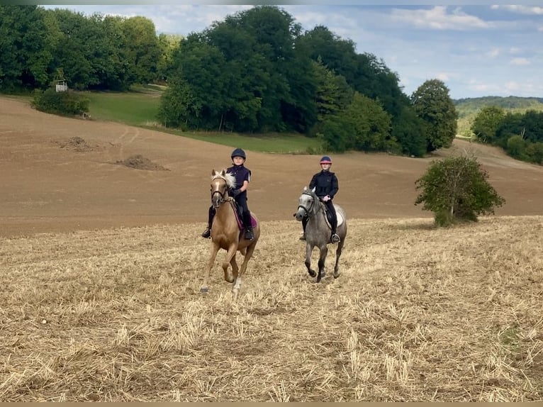 Duitse rijpony Mix Ruin 6 Jaar 142 cm Palomino in Deuerling
