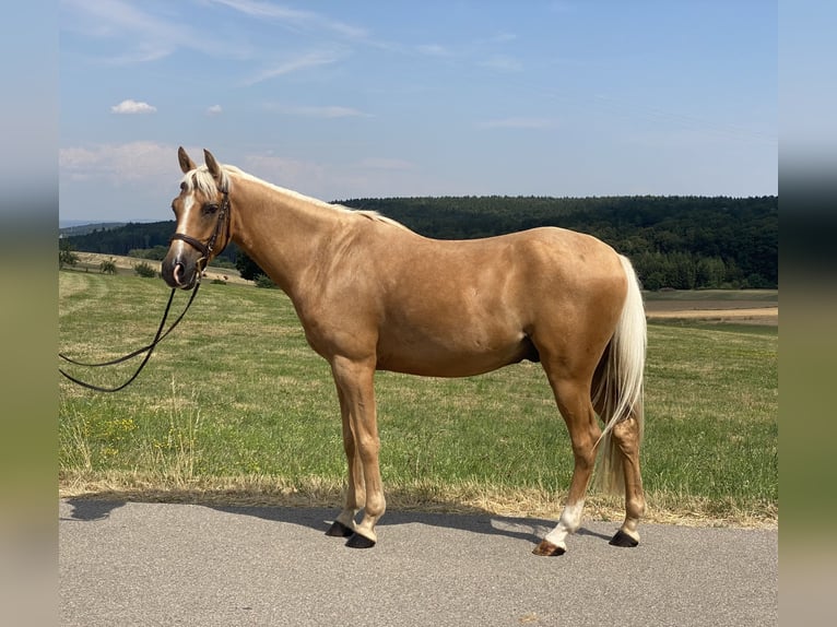 Duitse rijpony Mix Ruin 6 Jaar 142 cm Palomino in Deuerling