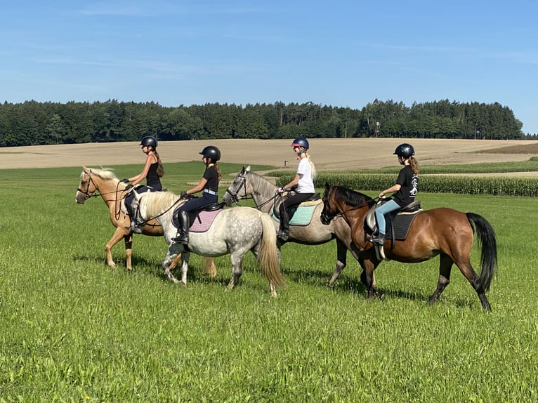 Duitse rijpony Mix Ruin 6 Jaar 142 cm Palomino in Deuerling