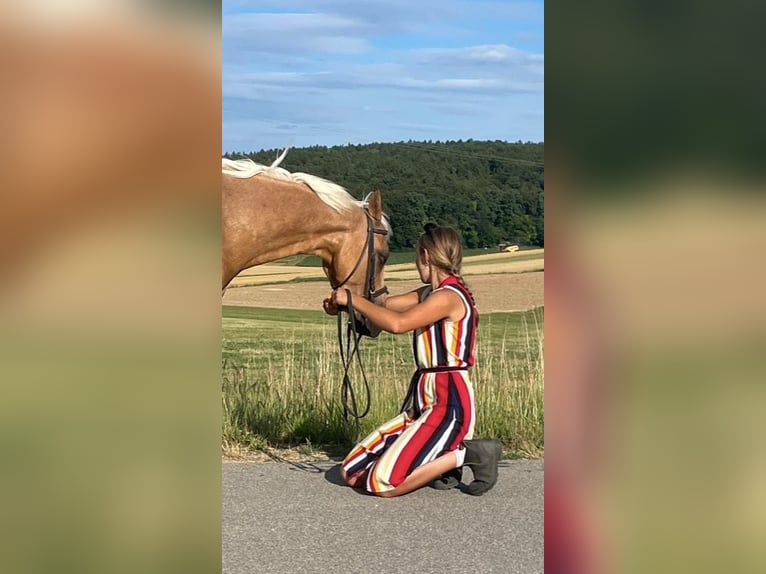 Duitse rijpony Mix Ruin 6 Jaar 142 cm Palomino in Deuerling