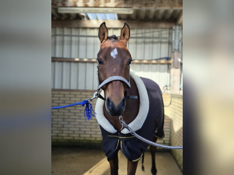 Duitse rijpony Ruin 6 Jaar 143 cm Bruin in Schiedam