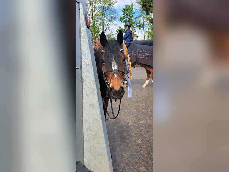 Duitse rijpony Ruin 6 Jaar 143 cm Donkerbruin in Nettetal