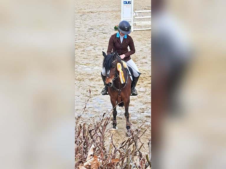 Duitse rijpony Ruin 6 Jaar 143 cm Donkerbruin in Nettetal