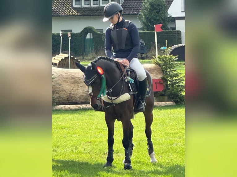 Duitse rijpony Ruin 6 Jaar 143 cm Donkerbruin in Nettetal