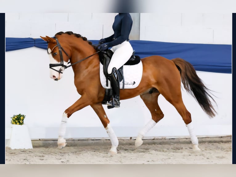 Duitse rijpony Ruin 6 Jaar 144 cm Donkere-vos in Reiskirchen