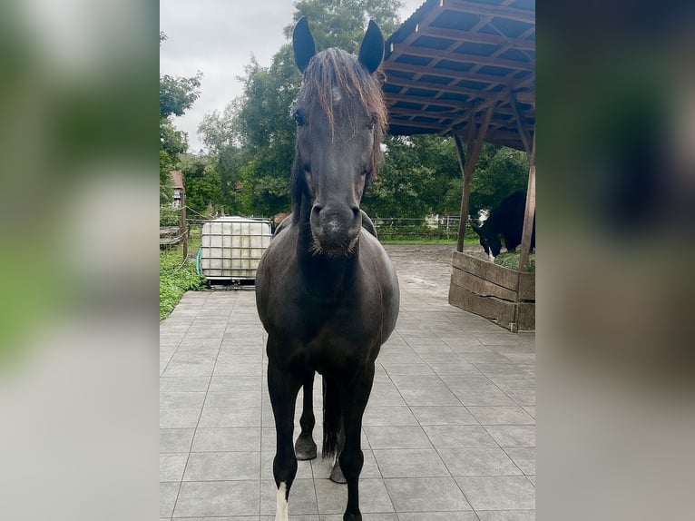Duitse rijpony Ruin 6 Jaar 144 cm Zwart in Schlangen