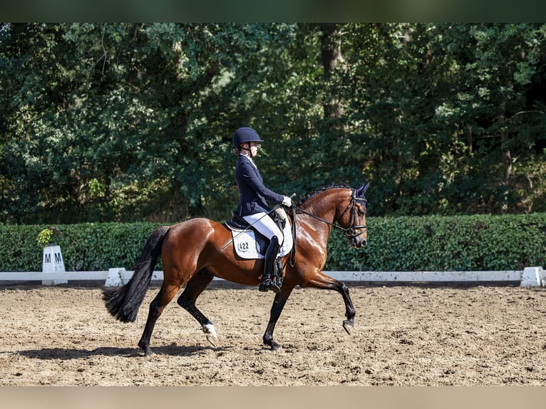 Duitse rijpony Ruin 6 Jaar 145 cm Bruin in Wardenburg