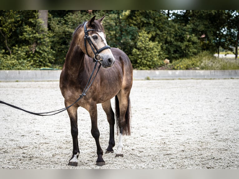 Duitse rijpony Ruin 6 Jaar 145 cm Buckskin in Versmold