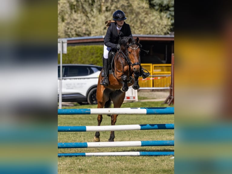 Duitse rijpony Ruin 6 Jaar 146 cm Bruin in Lengenfeld